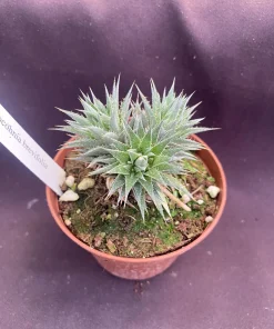 Dwarf Bromeliad Deuterocohnia brevifolia Live Plant – 2.5