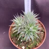 Dwarf Bromeliad Deuterocohnia brevifolia Live Plant – 2.5" Pot – Succulent-like - Image 1