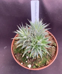Dwarf Bromeliad Deuterocohnia brevifolia Live Plant – 2.5