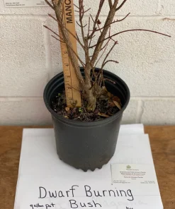 Dwarf Burning Bush Live Plant 12-18 inch, Gallon Pot, Outdoor Shrub - Image 2