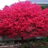 Dwarf Burning Bush Live Plant 12-18 inch, Gallon Pot, Outdoor Shrub - Image 1