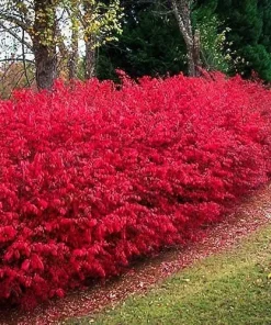 Dwarf Burning Bush Live Plant 12-18 inch, Gallon Pot, Outdoor Shrub - Image 3