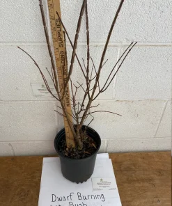 Dwarf Burning Bush Live Plant 12-18 inch, Gallon Pot, Outdoor Shrub - Image 4
