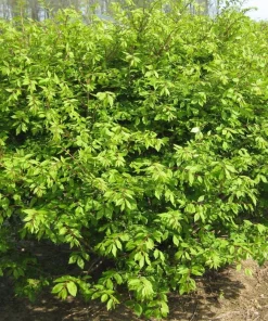 Dwarf Burning Bush Live Plant 12-18 inch, Gallon Pot, Outdoor Shrub - Image 5