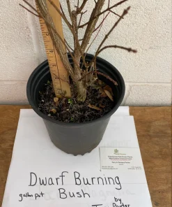 Dwarf Burning Bush Live Plant 12-18 inch, Gallon Pot, Outdoor Shrub - Image 6
