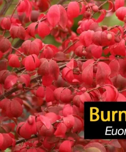Dwarf Burning Bush Live Plant 12-18 inch, Gallon Pot, Outdoor Shrub - Image 7