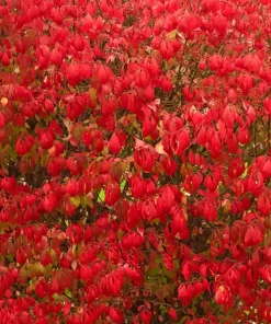 Dwarf Burning Bush Live Plant 12-18 inch, Gallon Pot, Outdoor Shrub - Image 8