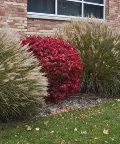 Dwarf Burning Bush Live Plant 12-18 inch, Gallon Pot, Outdoor Shrub - Image 9