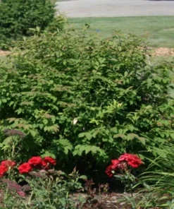Dwarf Burning Bush Live Plant 4" Pot – Hardy Outdoor Shrub for Zones 3-8 - Image 2