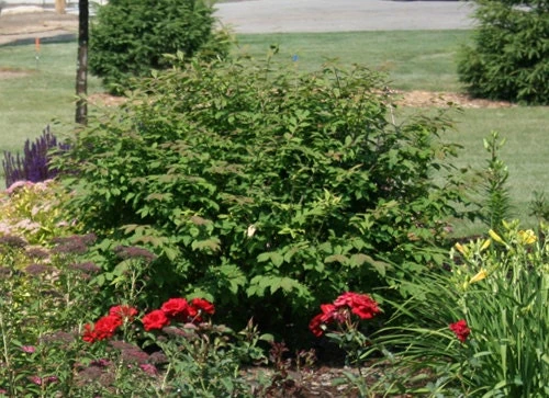Dwarf Burning Bush Live Plant 4" Pot – Hardy Outdoor Shrub for Zones 3-8 - Image 2