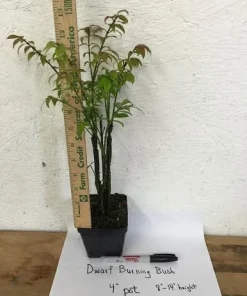 Dwarf Burning Bush Live Plant 4