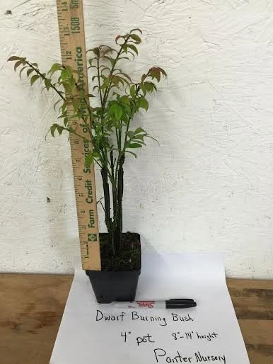 Dwarf Burning Bush Live Plant 4" Pot – Hardy Outdoor Shrub for Zones 3-8 - Image 3
