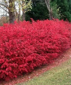 Dwarf Burning Bush Live Plant 4