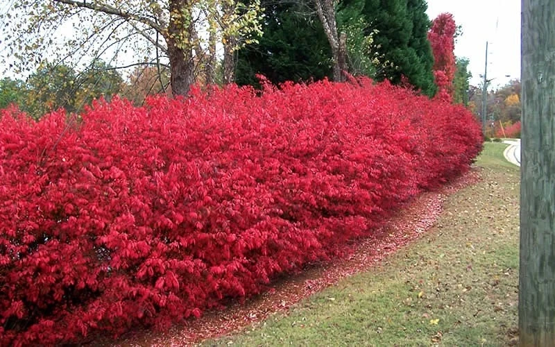 Dwarf Burning Bush Live Plant 4" Pot – Hardy Outdoor Shrub for Zones 3-8 - Image 4