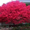 Dwarf Burning Bush Live Plant 4" Pot – Hardy Outdoor Shrub for Zones 3-8 - Image 1