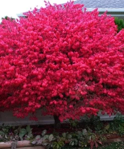 Dwarf Burning Bush Live Plant 4
