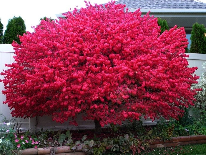 Dwarf Burning Bush Live Plant 4" Pot – Hardy Outdoor Shrub for Zones 3-8 - Image 1