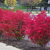Dwarf Burning Bush Live Plant - 6-12 Inch Tall Hardy Red Shrub, 2.5" Pot - Image 1