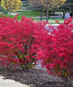 Dwarf Burning Bush Live Plant - 6-12 Inch Tall Hardy Red Shrub, 2.5