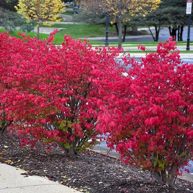 Dwarf Burning Bush Live Plant - 6-12 Inch Tall Hardy Red Shrub, 2.5" Pot - Image 1
