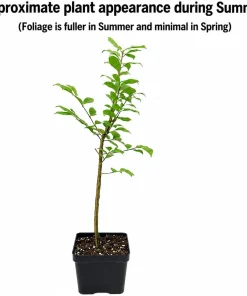 Dwarf Burning Bush Live Plant - 6-12 Inch Tall Hardy Red Shrub, 2.5" Pot - Image 2