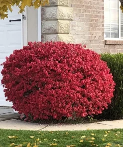 Dwarf Burning Bush Live Plant - 6-12 Inch Tall Hardy Red Shrub, 2.5