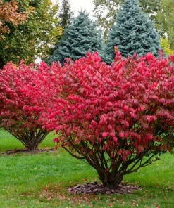 Dwarf Burning Bush Live Plant - 6-12 Inch Tall Hardy Red Shrub, 2.5