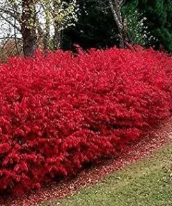Dwarf Burning Bush Live Plant - 6-12 Inch Tall Hardy Red Shrub, 2.5