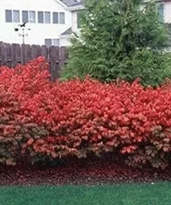 Dwarf Burning Bush Live Plant - 6-12 Inch Tall Hardy Red Shrub, 2.5