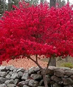 Dwarf Burning Bush Live Plant - 6-12 Inch Tall Hardy Red Shrub, 2.5