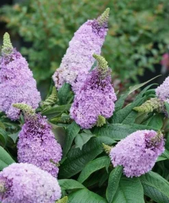 Dwarf Butterfly Bush Live Plant – Buddleja davidii – 4