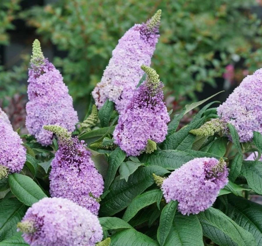 Dwarf Butterfly Bush Live Plant – Buddleja davidii – 4" Pot – Outdoor Flowering Shrub - Image 2