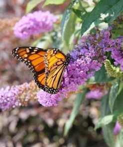 Dwarf Butterfly Bush Live Plant – Buddleja davidii – 4