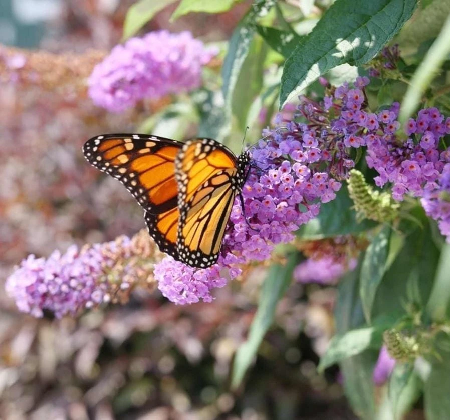 Dwarf Butterfly Bush Live Plant – Buddleja davidii – 4" Pot – Outdoor Flowering Shrub - Image 3