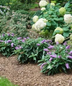 Dwarf Butterfly Bush Live Plant – Buddleja davidii – 4
