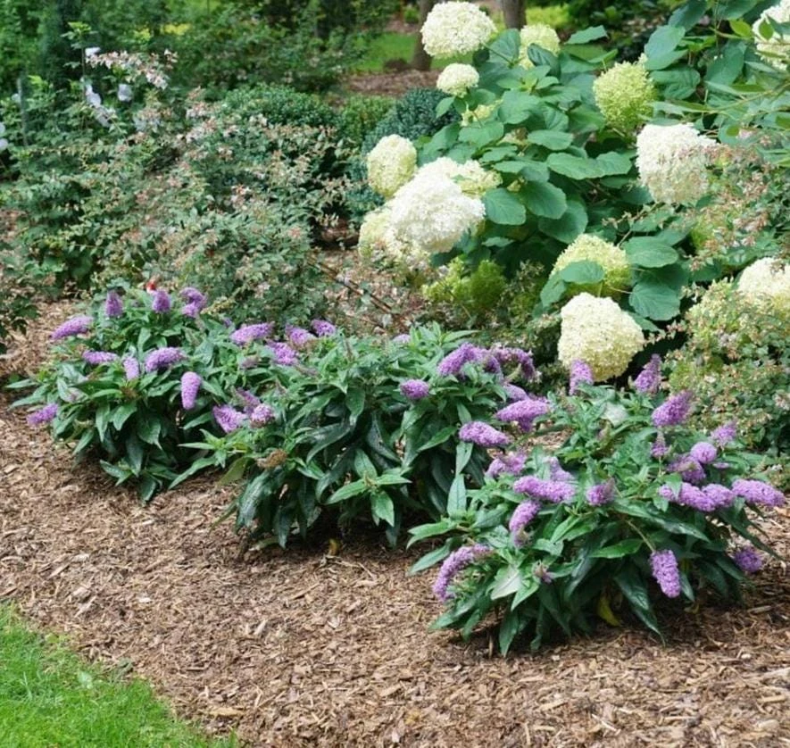 Dwarf Butterfly Bush Live Plant – Buddleja davidii – 4" Pot – Outdoor Flowering Shrub - Image 4