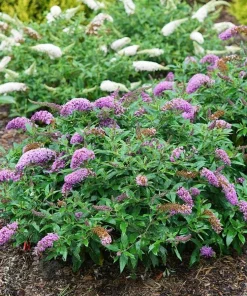 Dwarf Butterfly Bush Live Plant – Buddleja davidii – 4