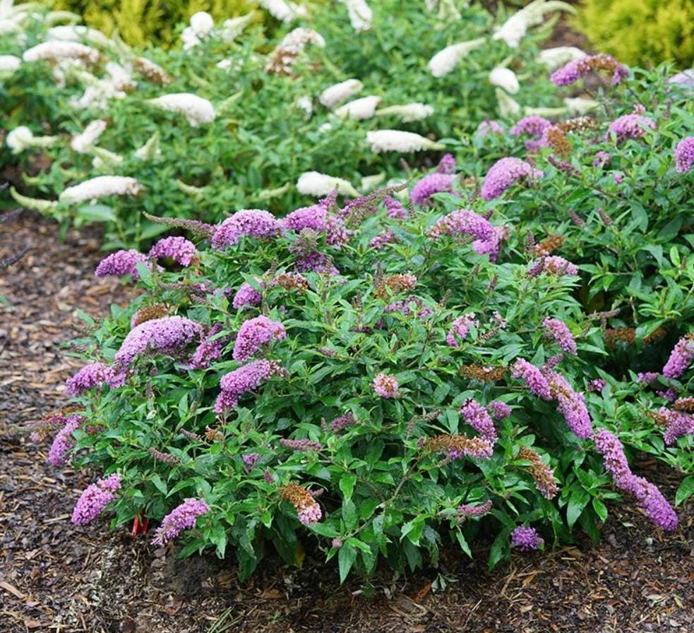 Dwarf Butterfly Bush Live Plant – Buddleja davidii – 4" Pot – Outdoor Flowering Shrub - Image 5