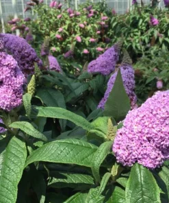 Dwarf Butterfly Bush Live Plant – Buddleja davidii – 4