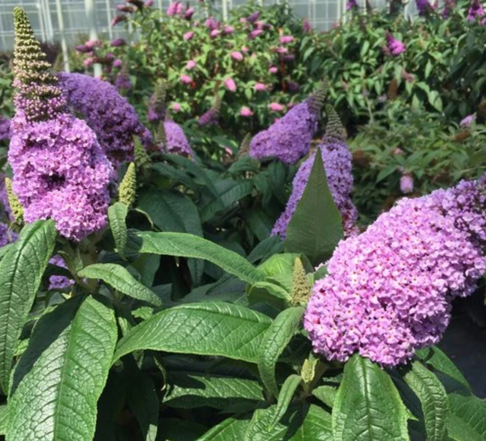 Dwarf Butterfly Bush Live Plant – Buddleja davidii – 4" Pot – Outdoor Flowering Shrub - Image 6