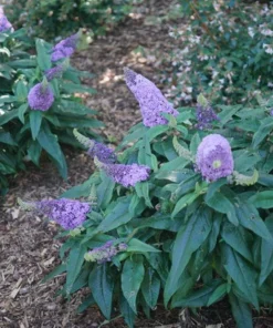 Dwarf Butterfly Bush Live Plant – Buddleja davidii – 4