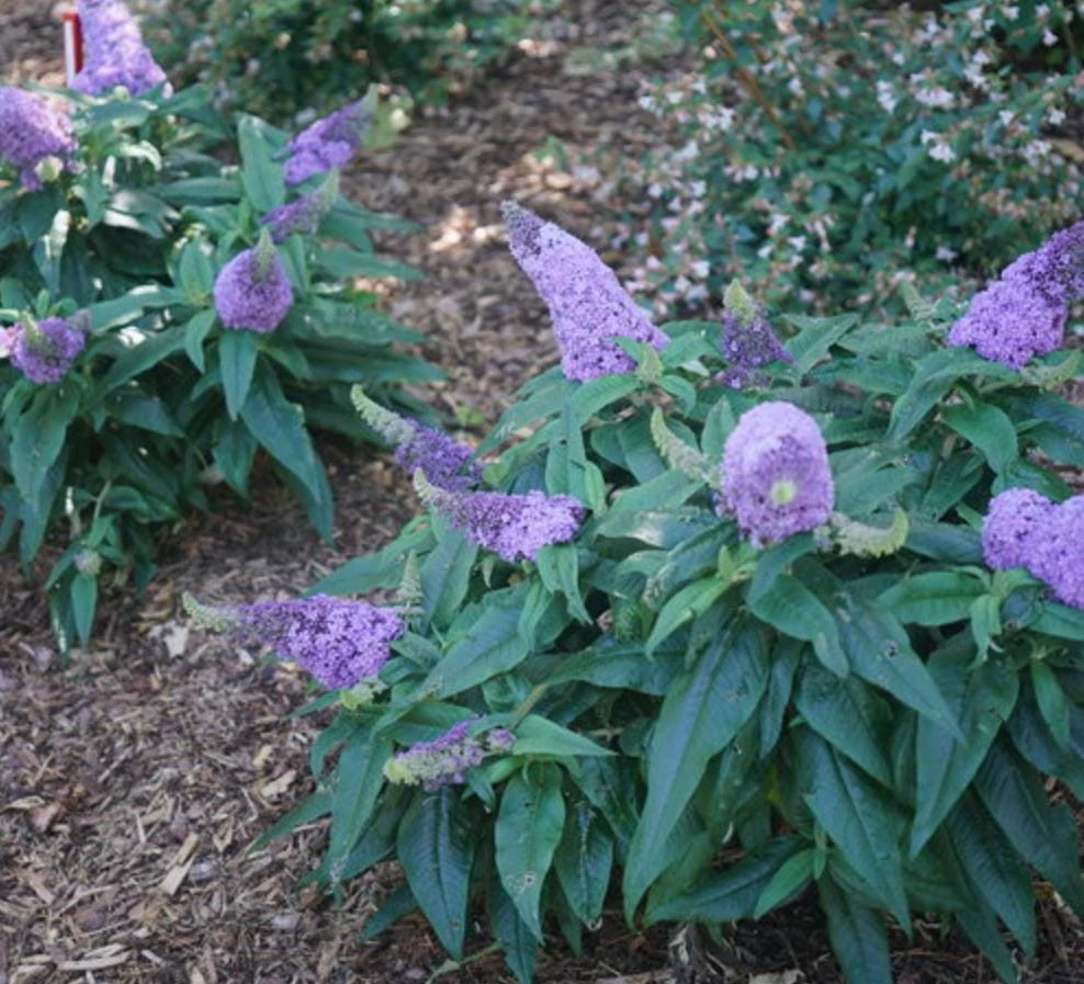 Dwarf Butterfly Bush Live Plant – Buddleja davidii – 4" Pot – Outdoor Flowering Shrub - Image 7