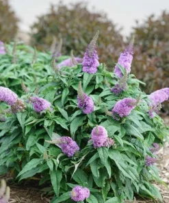 Dwarf Butterfly Bush Live Plant – Buddleja davidii – 4