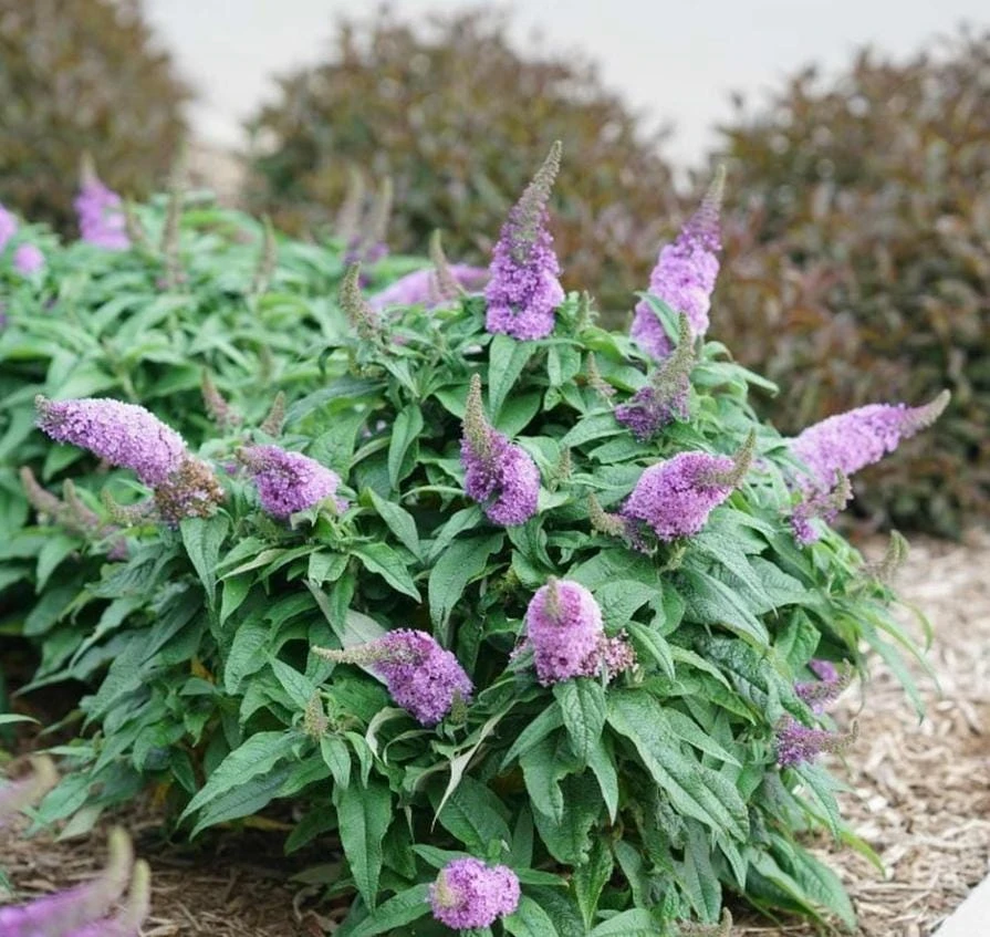 Dwarf Butterfly Bush Live Plant – Buddleja davidii – 4" Pot – Outdoor Flowering Shrub - Image 8