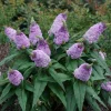Dwarf Butterfly Bush Live Plant – Buddleja davidii – 4" Pot – Outdoor Flowering Shrub - Image 1