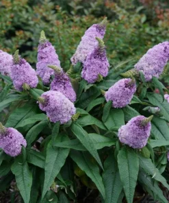 Dwarf Butterfly Bush Live Plant – Buddleja davidii – 4