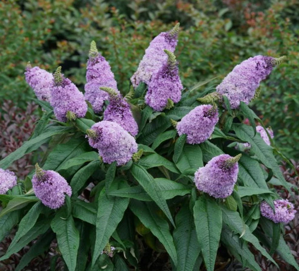Dwarf Butterfly Bush Live Plant – Buddleja davidii – 4" Pot – Outdoor Flowering Shrub - Image 1