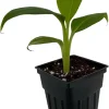 Dwarf Cavendish Banana Live Plant - Musa Acuminata - 2.5" Pot - Indoor/Outdoor - Image 1