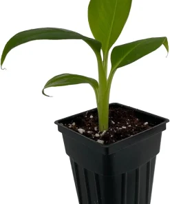 Dwarf Cavendish Banana Live Plant - Musa Acuminata - 2.5