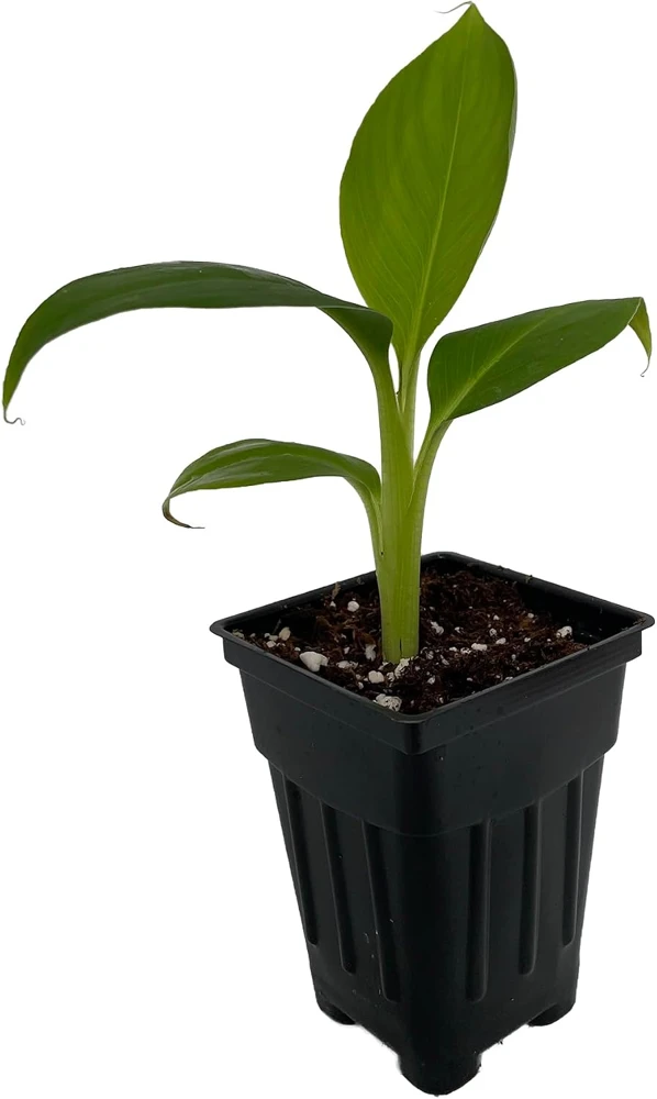 Dwarf Cavendish Banana Live Plant - Musa Acuminata - 2.5" Pot - Indoor/Outdoor - Image 1
